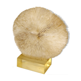Coral on its resin base
