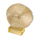Coral on its resin base