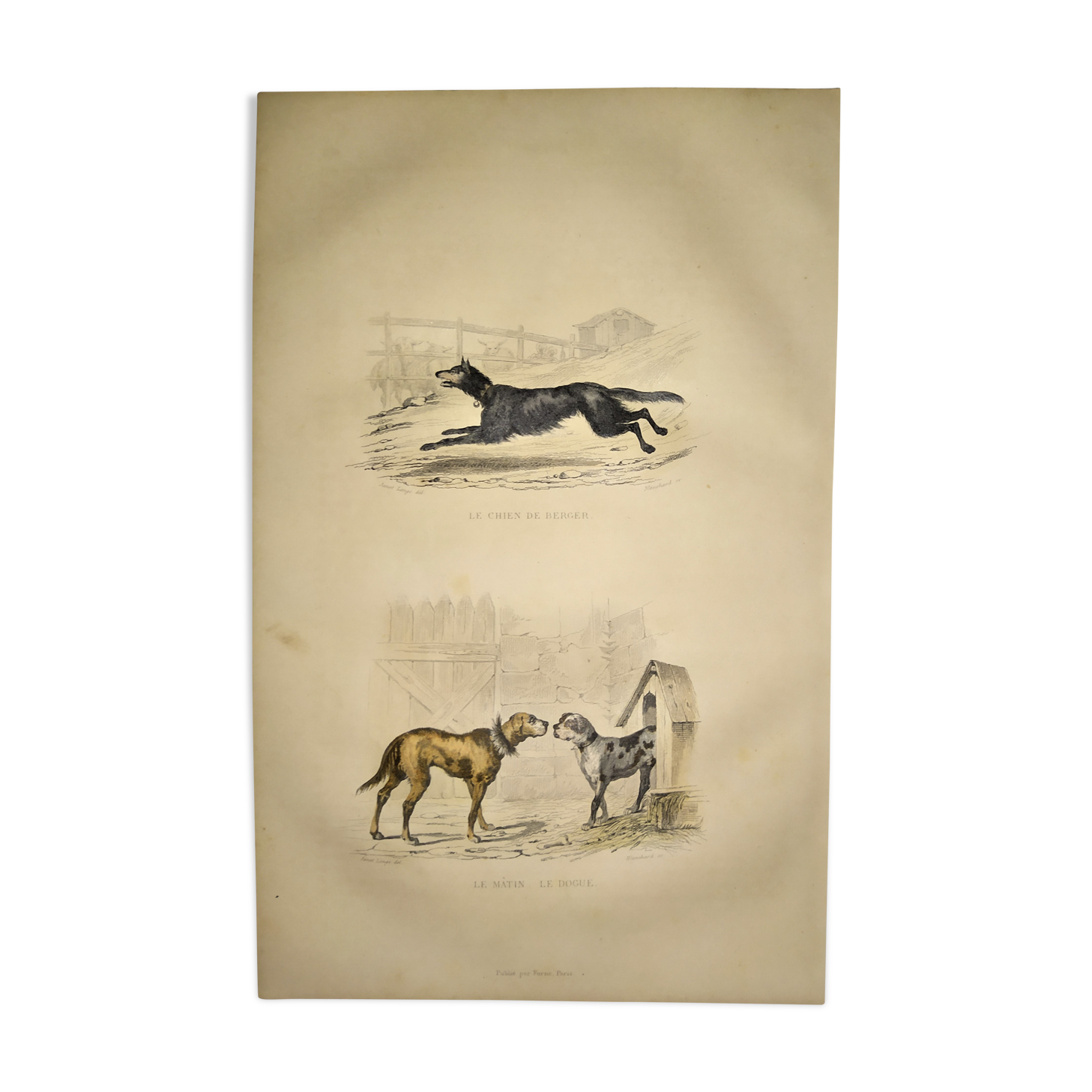 Original zoological plate of 1839 " shepherd dog, mastiff,....