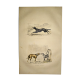 Original zoological plate of 1839 " shepherd dog, mastiff,....