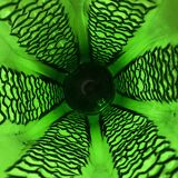 Large Art Deco glass vase 34 cm