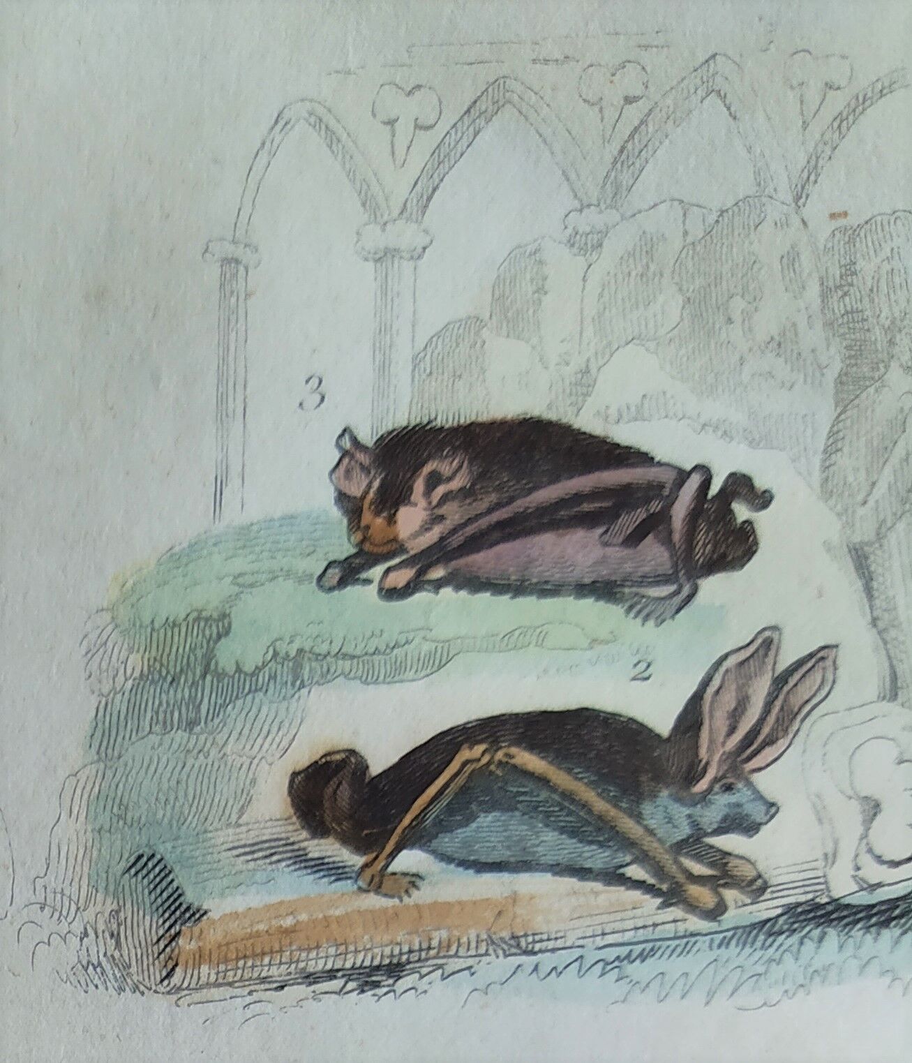 Planche Ornithologique originale " Chauve souris - Oreillard - &c... " Buffon 1836