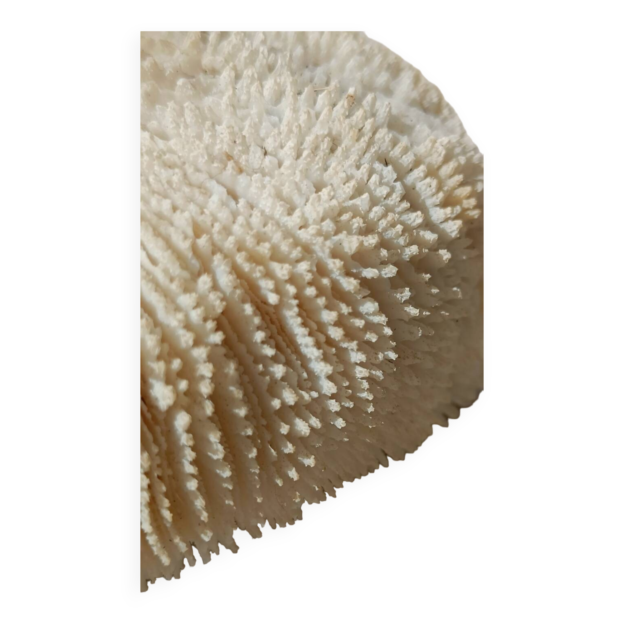 Vintage coral fungia