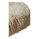 Vintage coral fungia