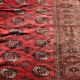 Tapis d'orient Boukhara Turkmène : 310 x 220 Cm