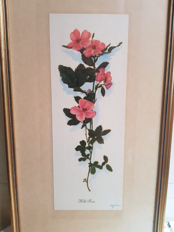 Série 4 Anciennes Planches Botaniques Fleurs GRANDALL + Cadre Bois Doré Vintage