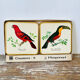 Box of 6 coasters bird motif