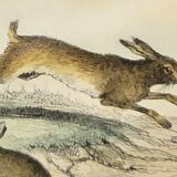 Original engraving from 1839, framed " Deer ,....,.... "