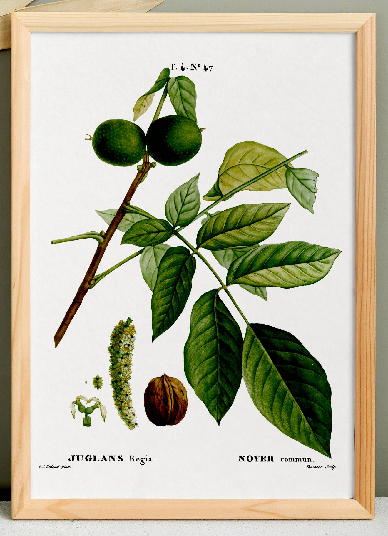Botanical poster about the walnut tree, based on an old engraving from 1802