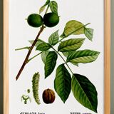 Botanical poster about the walnut tree, based on an old engraving from 1802