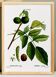 Affiche botanique sur le noyer, d'après une gravure ancienne de 1802