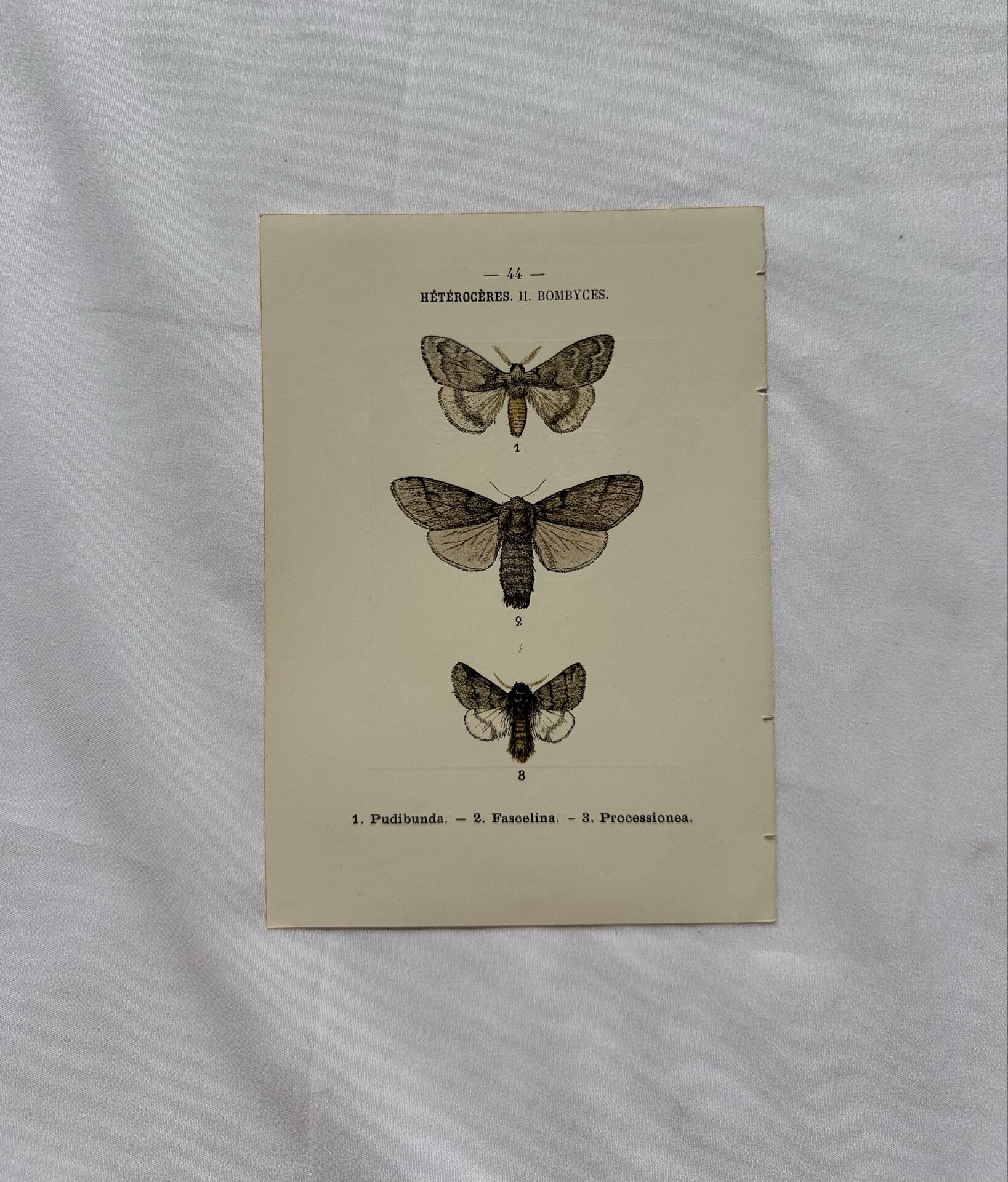 Botanical Plate 1800 Old naturalist engraving 19th century double-sided