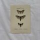 Botanical Plate 1800 Old naturalist engraving 19th century double-sided