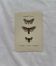 Botanical Plate 1800 Old naturalist engraving 19th century double-sided