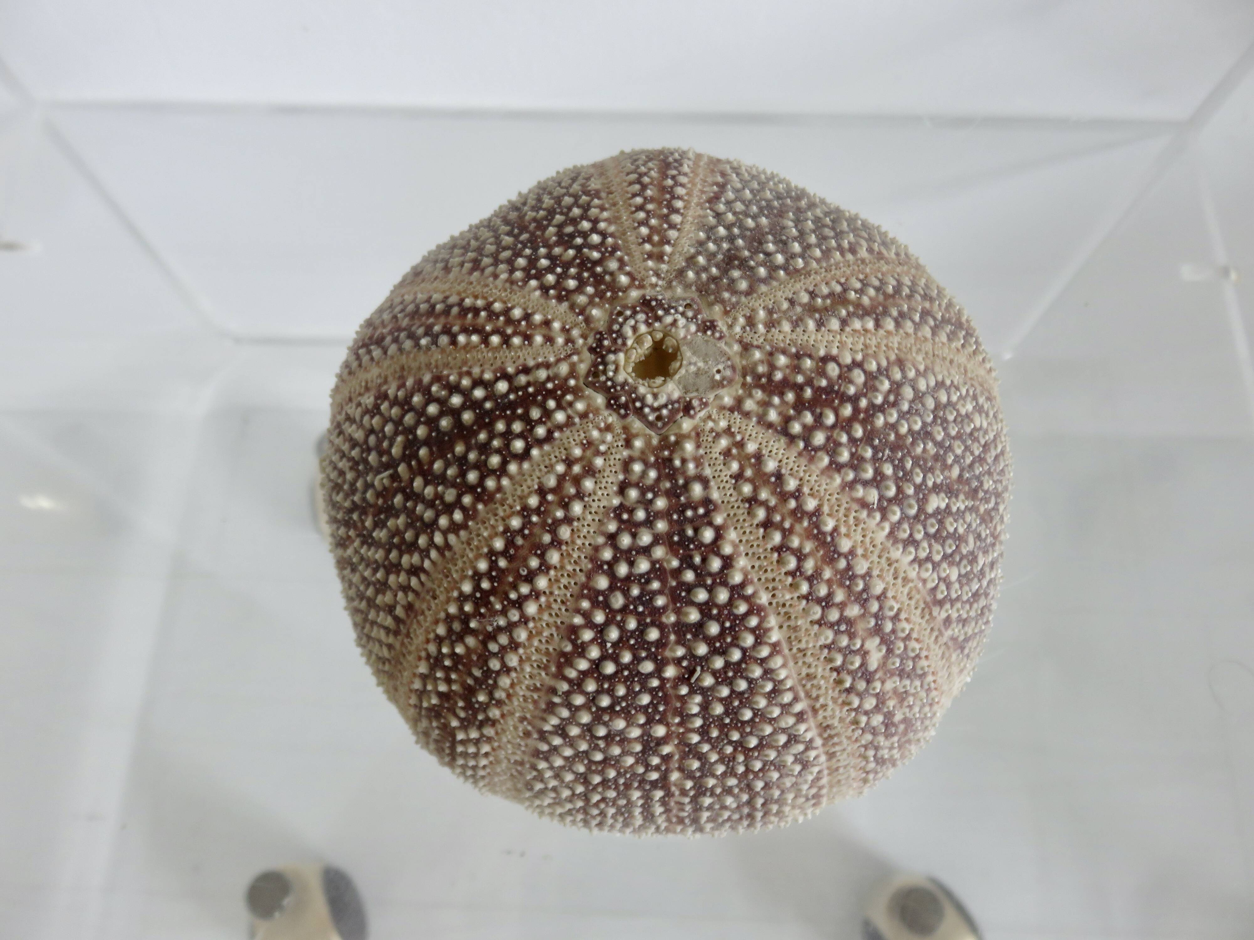 Oursin fleur, océan Indien, objet de décoration, cabinet de curiosités