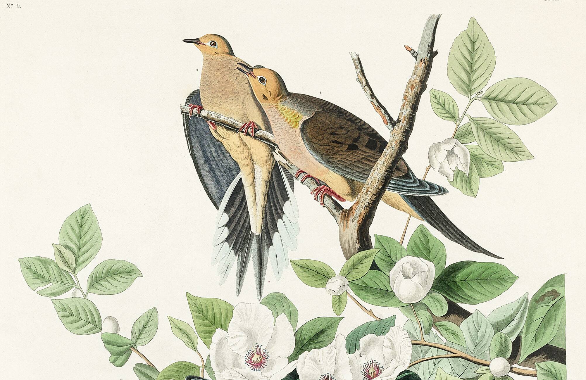 Poster about the mourning dove, based on an old engraving from 1827.