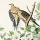 Poster about the mourning dove, based on an old engraving from 1827.