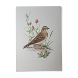 Lark bird board