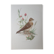 Lark bird board