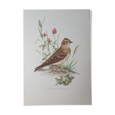 Lark bird board
