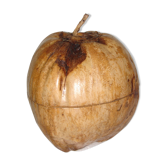 Naturalized 1970 coconut ice bucket