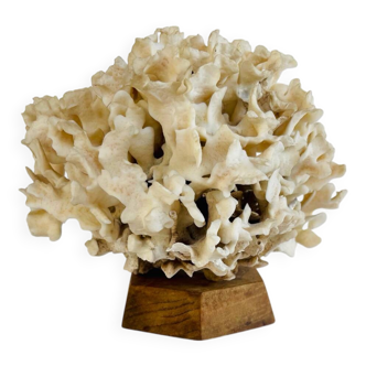 Coral