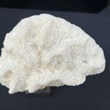 Antique natural white wave coral on wooden base cabinet of curiosities