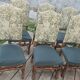 6 Louis XV style solid wood chairs with jacquard upholstery.