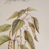 Botanical board Nettle