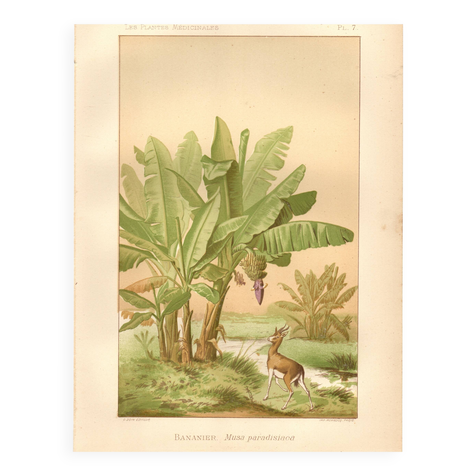 Antique engraving from 1889 - Banana tree - Vintage botanical lithograph