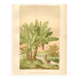Antique engraving from 1889 - Banana tree - Vintage botanical lithograph