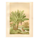 Antique engraving from 1889 - Banana tree - Vintage botanical lithograph