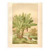 Gravure ancienne de 1889 - Bananier - Lithographie Vintage botanique
