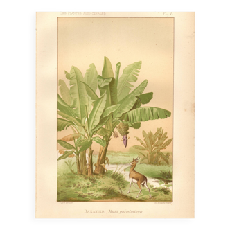 Antique engraving from 1889 - Banana tree - Vintage botanical lithograph