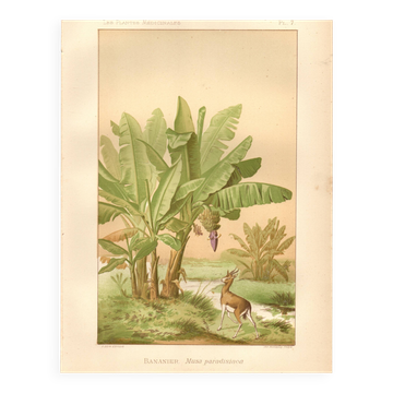 Antique engraving from 1889 - Banana tree - Vintage botanical lithograph