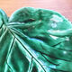 Coupelle feuille céramique verte