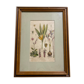 Prints botanical