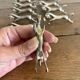 Set of 12 vintage horse galloping knife rests – Silver-plated metal