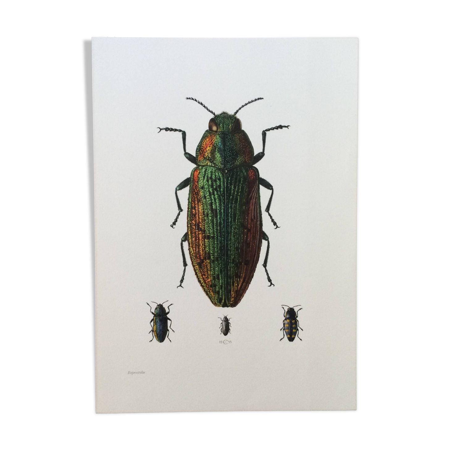 Vintage insect print. Original plate 1969.