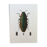 Vintage insect print. Original plate 1969.