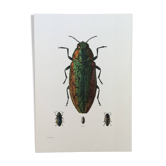 Impression insectes, planche originale 1969