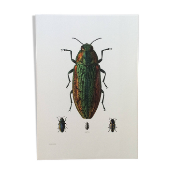 Vintage insect print. Original plate 1969.