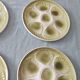 Lot of 8 vintage oyster plates moulin des loups - sage green - fran