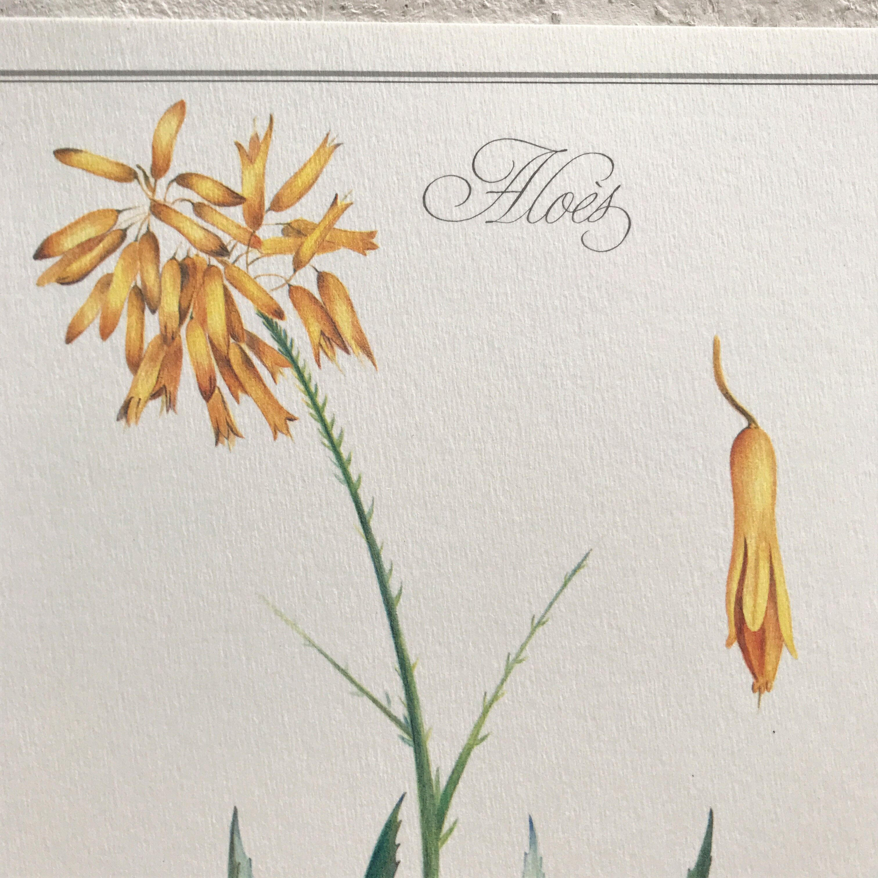 Aloes botanical board