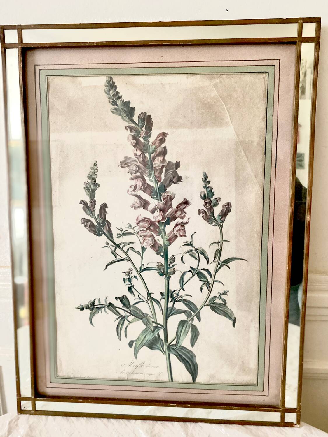 Botanical lithograph frame
