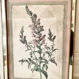 Botanical lithograph frame