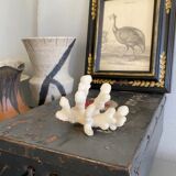 White coral