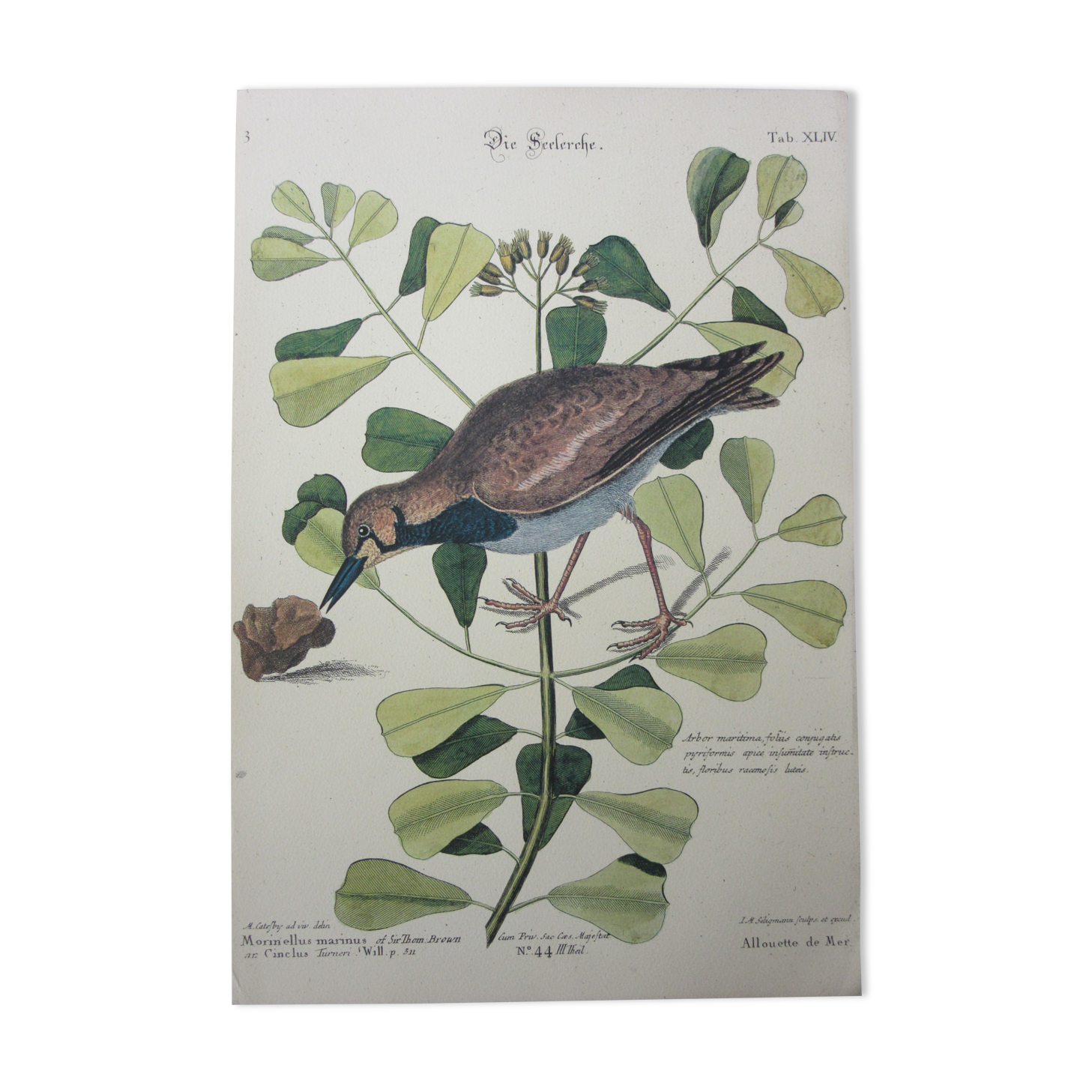 Bird engraving, sea allouette, repro catesby/seligmann