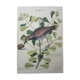 Bird engraving, sea allouette, repro catesby/seligmann