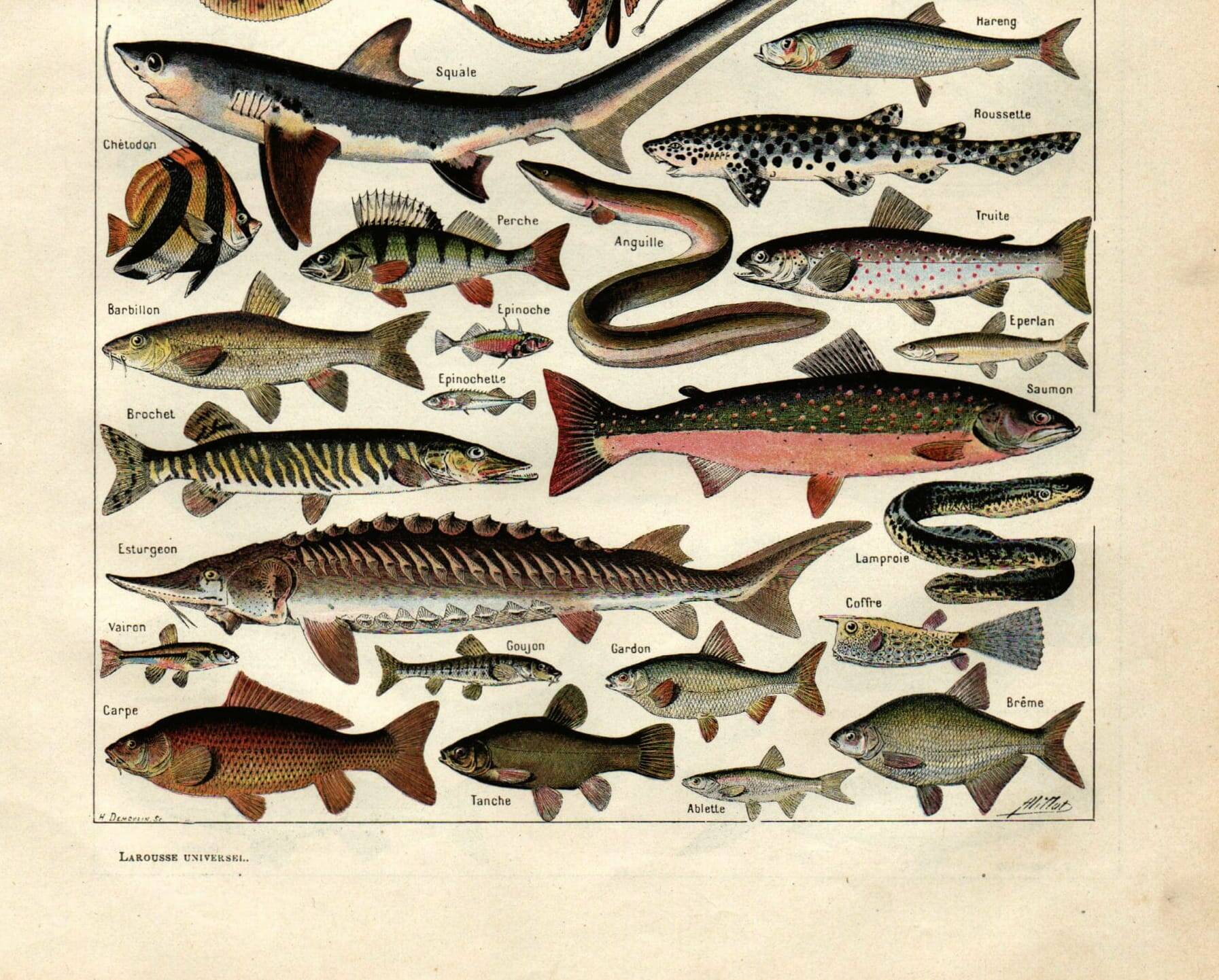 Old engraving 1923 - Fish by A. Millot - Vintage zoological plate